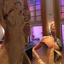 Körper Sonderausstellung