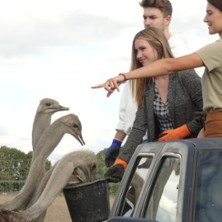 mit dem Vogel Strauß auf Safari | Straußenland Nedlitz
